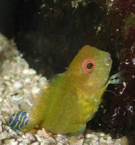 Atrosalarias fuscus - Schleimfisch