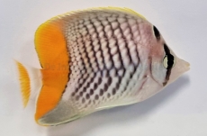 Chaetodon xanthurus - Gitter-Orangenfalterfisch