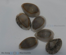 Cypraea (Monetaria) moneta- Kaurischnecke