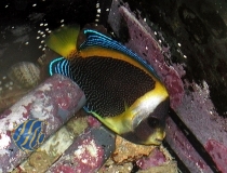 Chaetodontoplus duboulayi - Queensland-Samtkaiserfisch S (male)