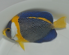 Chaetodontoplus duboulayi - Queensland-Samtkaiserfisch S (male)