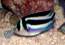 Genicanthus bellus Weibchen - Pracht-Lyrakaiserfisch
