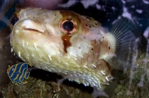 Diodon holocanthus - Langstachel-Igelfisch