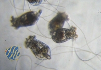 Brachionus (lebende Zooplanktonkultur) 1000ml