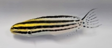 Meiacanthus grammistes - Zebra-Schleimfisch