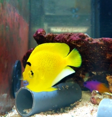 Apolemichthys trimaculatus - Dreipunkt Kaiserfisch (subadult)