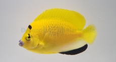 Apolemichthys trimaculatus - Dreipunkt Kaiserfisch (subadult)