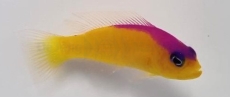 Pictichromis diadema - Diadem Zwergbarsch