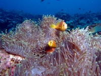 MM Radianthus (ehemals Heteractis) magnifica