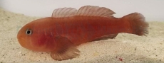 Gobiodon quinquestrigatus - Fünf-Streifen-Korallengrundel