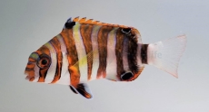 Choerodon fasciatus Harlekin Lippfisch (Australien)