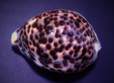 Cypraea tigris - Tigerschnecke oder Porzellanschnecke