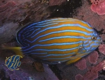 Chaetodontoplus septentrionalis - Blaustreifen-Samtkaiserfisch