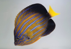 Chaetodontoplus septentrionalis - Blaustreifen-Samtkaiserfisch