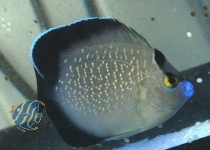 Apolemichthys xanthopunctatus - Goldtupfen-Kaiserfisch
