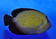 Apolemichthys xanthopunctatus - Goldtupfen-Kaiserfisch