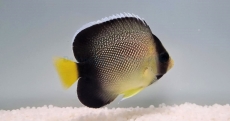 Apolemichthys xanthurus