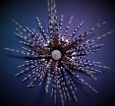 Echinothrix calamaris - Bleistift-Diademseeigel