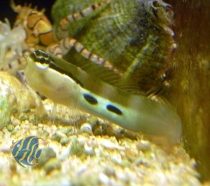 Ecsenius bimaculatus - Gestreifter Schleimfisch