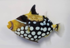 Balistoides conspicillum- Leoparden Drückerfisch (small/medium)