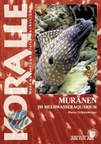 KORALLE Muränen im Meerwasseraquarium