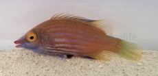 Pseudocheilinops ataenia - Zwerg-Lippfisch