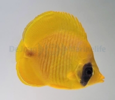 Chaetodon semilarvatus - Maskarill-Masken-Falterfisch