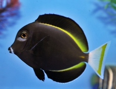 Acanthurus nigricans medium - Samtdoktorfisch