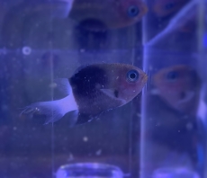 Bild zu Pycnochromis (ehemals Chromis) margaritifer - Zweifarben-Riffbarsch