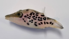 Canthigaster leoparda - Leopard-Kugelfisch