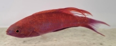 Paracheilinus cyaneus - Blauer Zwerglippfisch (Männchen)