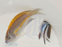 Genicanthus bellus Männchen - Pracht-Lyrakaiserfisch