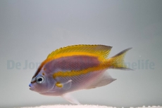 Genicanthus bellus Männchen - Pracht-Lyrakaiserfisch