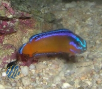 Pseudochromis aldabrensis - Aldabra Zwergbarsch /NACHZUCHTEN
