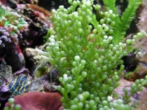Caulerpa racemosa