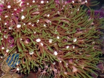 MM Pachyclavularia violacea