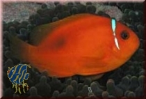 Amphiprion ephippium - Glühkohlen Anemonenfisch NZ