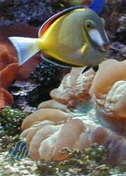 Acanthurus japonicus - Philippinen Doktorfisch