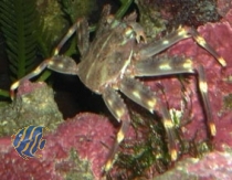Percnon gibbesi-Felsenkrabbe, Algenfressende Krabbe - Einzeltiere