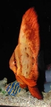 Platax orbicularis juvenil - Gewöhnlicher Fledermausfisch