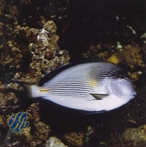 Acanthurus sohal - Arabischer-Doktorfisch