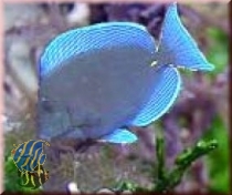 Acanthurus coeruleus - Blauer-Doktorfisch