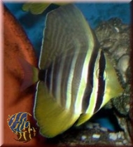 Zebrasoma veliferum - Pazifischer Segelflossen-Doktorfisch