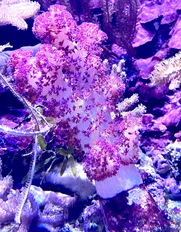 Dendronephthya sp. Mrutzek Meeresaquaristik GmbH