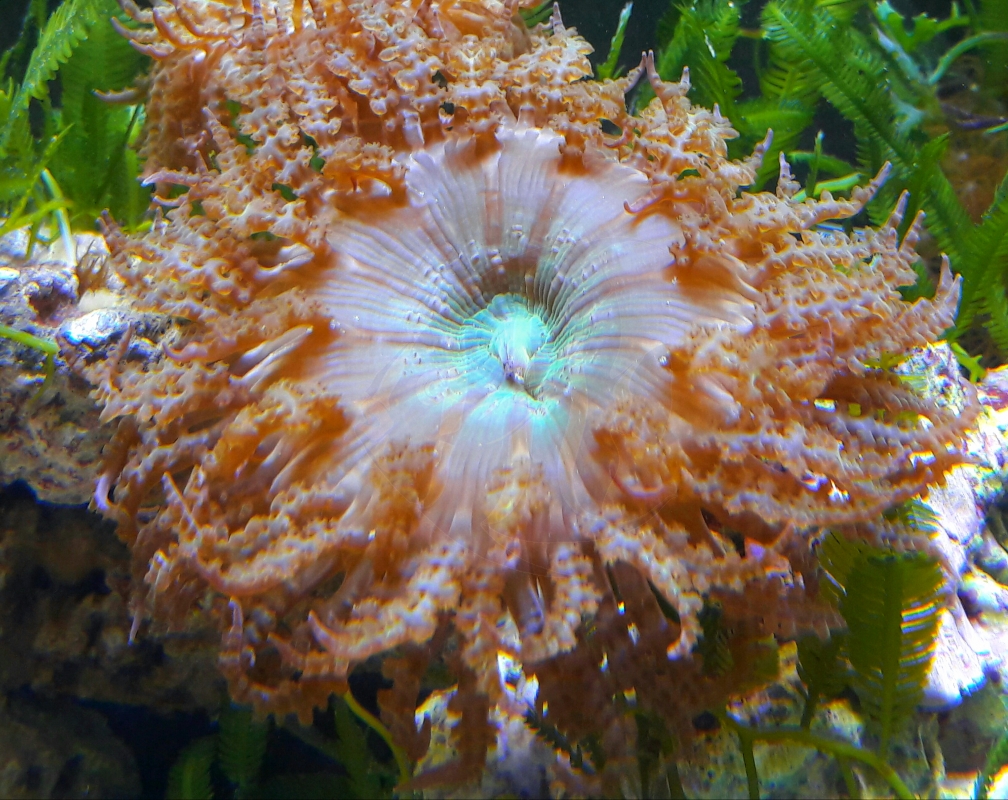 Phymanthus buitendijki Mrutzek Meeresaquaristik GmbH