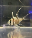 Pterapogon kauderni - Kardinalbarsch - NACHZUCHTEN (Keine Garantie auf Paare) Pterapogon kauderni - Kardinalbarsch - NACHZUCHTEN (Keine Garantie auf Paare)
