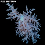 MM Lithophyton arboreum M - L MM Lithophyton arboreum M - L