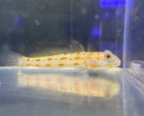 Valenciennea puellaris - Maiden Schläfergrundel - nur Einzeltiere