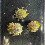 Astralium phoebia / Karibik