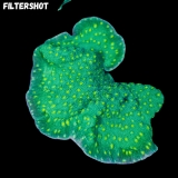 MM Echinopora lamellosa MM Echinopora lamellosa